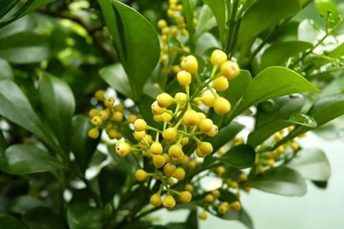 Hoa ngâu hằn sâu ký ức