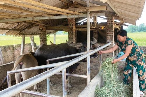Tập trung hỗ trợ tổ hợp tác, hợp tác xã nông nghiệp