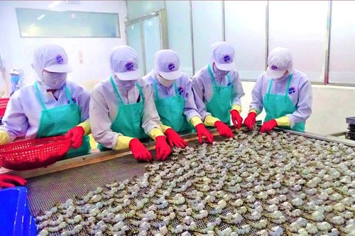 Cà Mau đẩy mạnh chuyển đổi số và phát triển công nghiệp xanh