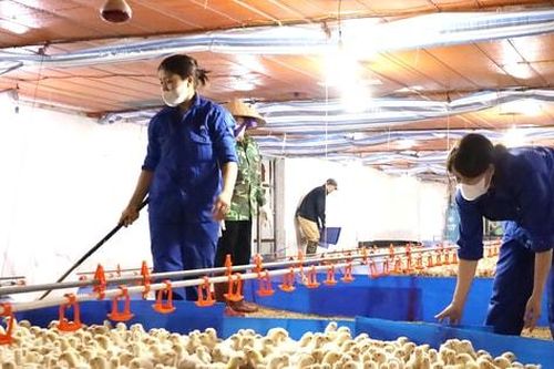 Chương Mỹ nâng cao hiệu quả tái cơ cấu sản xuất nông nghiệp