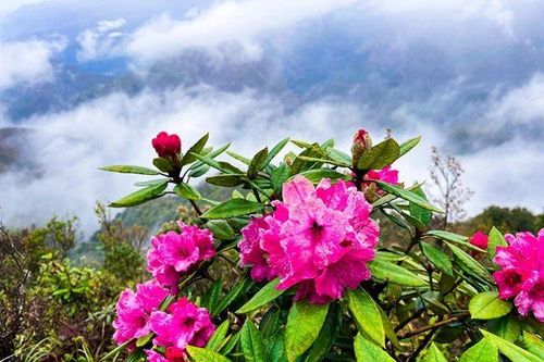 Tháng 11 đến Tam Đường ngắm hoa đỗ quyên và thưởng thức Lễ hội Putaleng