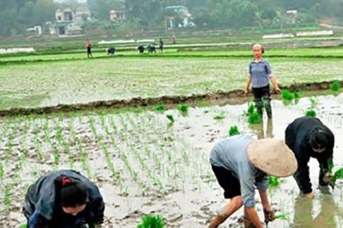 Vụ lúa chiêm tái giá