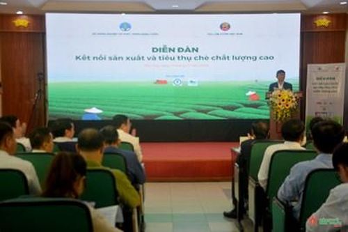 Bàn giải pháp nâng tầm cho cây chè Việt