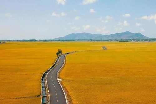 Mộc mạc chợ quê giữa cánh đồng xanh mướt
