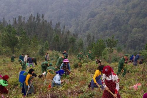 Bộ đội Biên phòng Hà Giang trồng 5.000 cây sa mộc khu vực vành đai biên giới