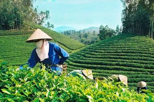 Vì sao chè Việt Nam dễ rơi vào 'bẫy' giá rẻ?