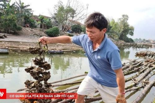 Nghệ An: Chiếm dụng dòng sông để nuôi hàu trái phép
