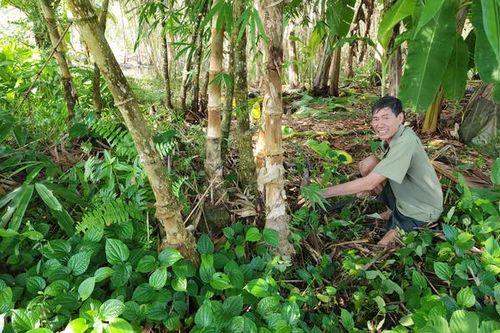 Cựu chiến binh trồng cây nông nghiệp thu hàng trăm triệu đồng mỗi năm