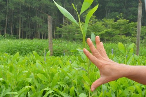 Nghệ An phấn đấu cung ứng 41 triệu giống cây lâm nghiệp chất lượng cao