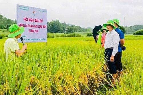 ThaiBinh Seed và giống lúa đột phá mang tên TBR97