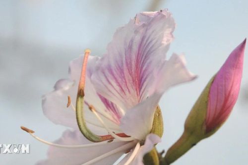 Một số loại hoa ăn được chứa nhiều dinh dưỡng và giúp phòng chống bệnh tật