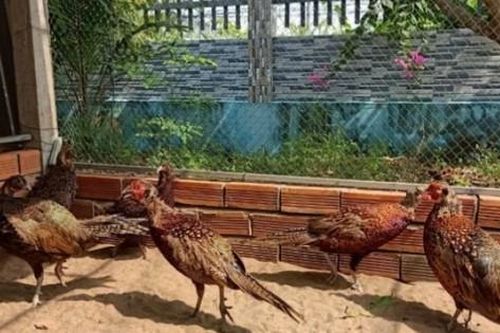 Mạnh dạn nuôi con vật có trong sách Đỏ, người đàn ông thu lãi hơn 20 triệu/tháng