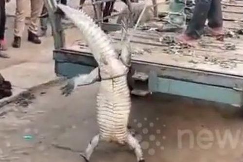 Cận cảnh cá sấu hung dữ dài 2m bị bắt trong nhà dân