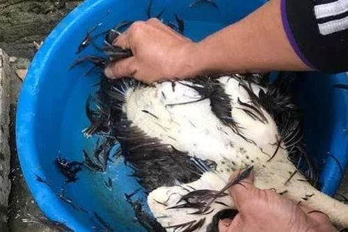 Mẹo vặt lông gà đơn giản và cách làm sạch gà nhanh nhất, ai cũng có thể làm được