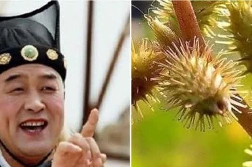 Tại sao thái giám lại để quả ké đầu ngựa trong đế giày khi phục vụ Hoàng đế và các phi tần?