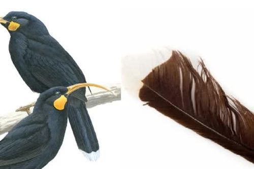 Chiếc lông vũ đắt nhất thế giới được xem như báu vật, rao bán với giá gần 700 triệu
