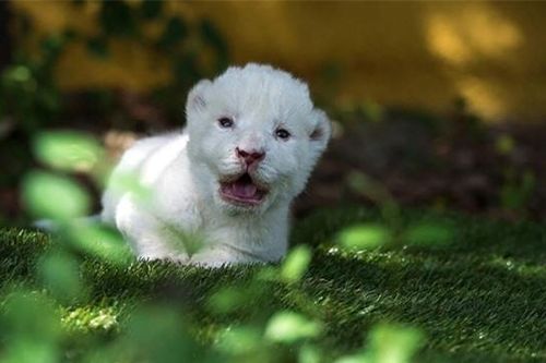Top động vật bạch tạng quý hiếm bậc nhất hành tinh: Việt Nam hãnh diện sở hữu 2 loài vô giá