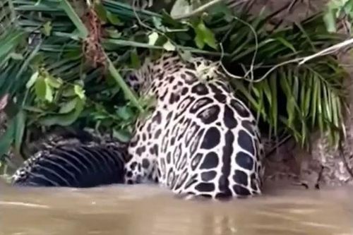 CLIP: Báo lao xuống sông sâu săn cá sấu rồi nhận cái kết mỹ mãn