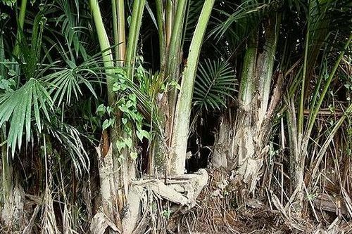 Độc đáo món ăn từ cây cọ của Indonesia
