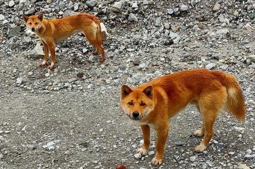 Ngỡ đã tuyệt chủng, giống chó 'biết hát' quý hiếm xuất hiện trở lại sau 50 năm