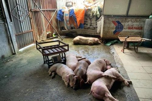 Phát hiện cơ sở chế biến heo chết, heo bệnh ở Biên Hòa