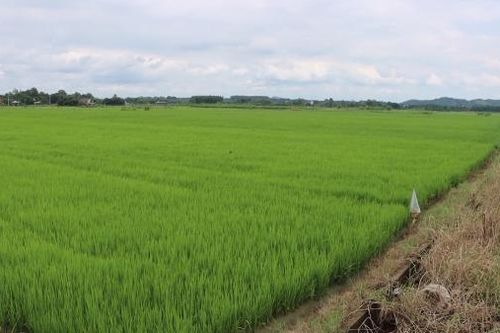 Khắp nơi trong tỉnh chiều 5-11-2024