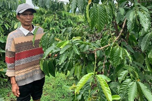 Nơm nớp nỗi lo mất trộm cà phê