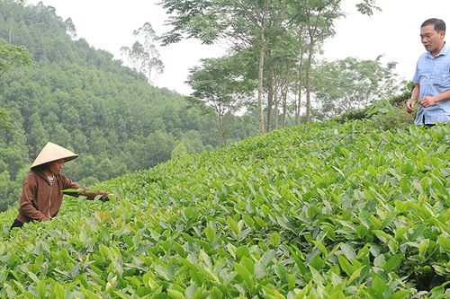 Giảm nghèo ở Đồng Xuân