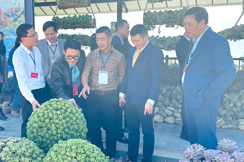Lễ hội hoa sen đá trong mùa săn mây đẹp nhất năm tại Sa Pa