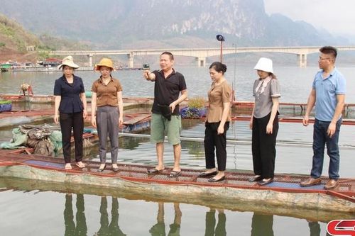 Triển vọng mô hình nuôi cá lăng nha