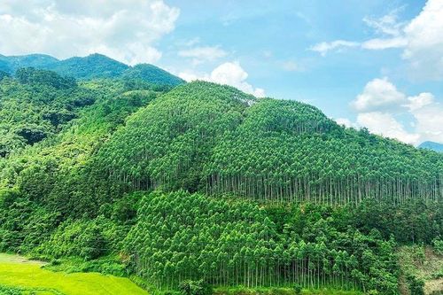 Các hình thức thanh lý rừng trồng