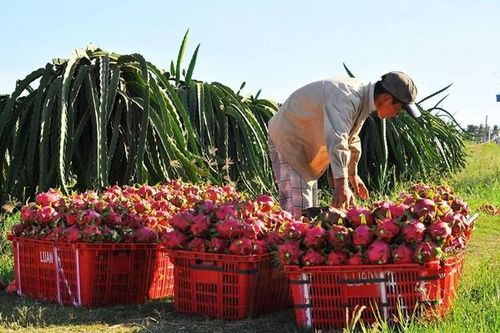Festival Thanh long Bình Thuận sẽ diễn ra vào dịp kỷ niệm 30 năm Ngày Du lịch Bình Thuận