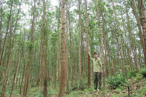 HTX sản xuất rừng bền vững vẫn đứng trước vô vàn khó khăn