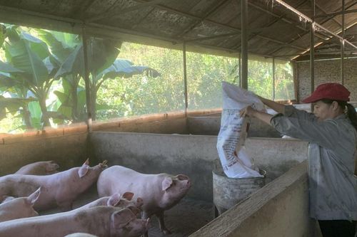 Hội Nông dân Thành phố cho vay 48 dự án phát triển kinh tế