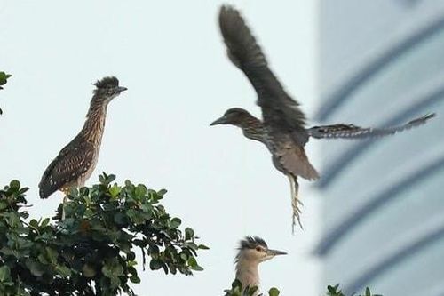 Chi cục Kiểm lâm Hà Nội: Triển khai biện pháp bảo vệ chim hoang dã