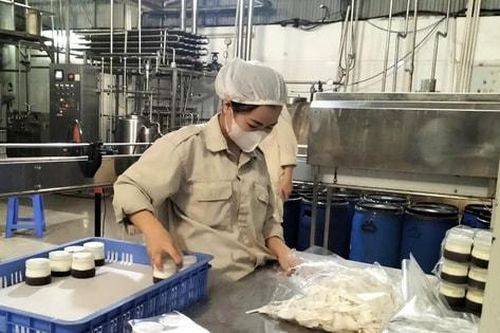 Liên kết chuỗi sản xuất - tiêu thụ sữa bò Phù Đổng