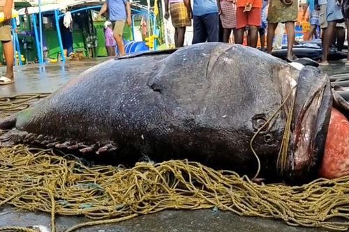 Ngư dân bắt được cá mú khổng lồ quý hiếm, nặng 450kg trên biển