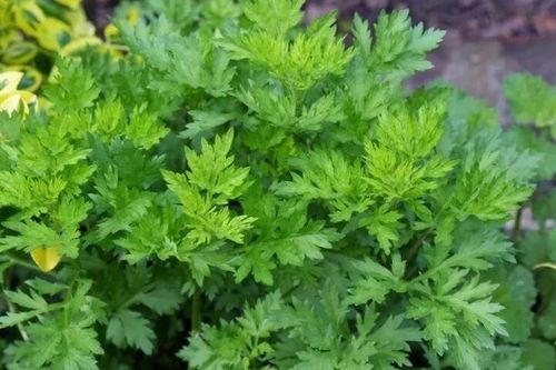 Vì sao người xưa khuyên trồng cây này trước cửa? Phụ nữ trong nhà cần lưu ý