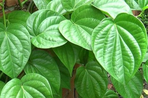 Lá trầu không có làm giảm trào ngược dạ dày?