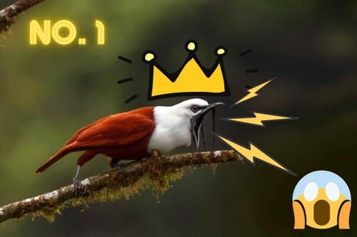 Loài chim nhỏ bé có tiếng hót tựa còi xe cứu hỏa