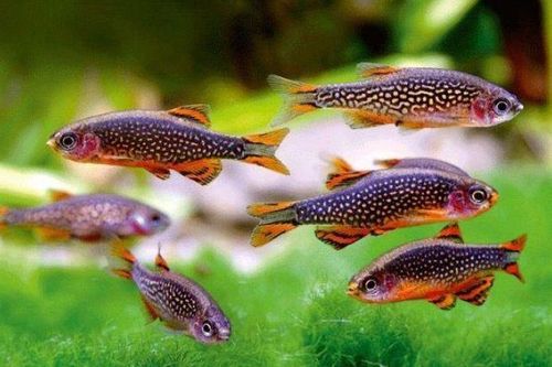 Loài cá với màu sắc rực rỡ được mệnh danh 'cá ngọc trai thiên đường'