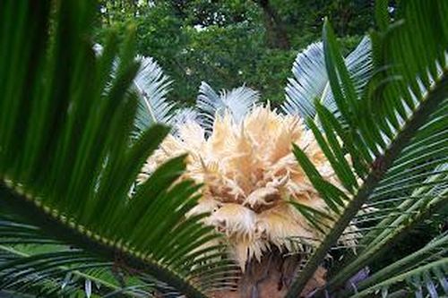 Độc đáo loài cọ ở Indonesia được chế biến làm thực phẩm