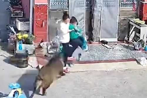 Con trai bị lợn rừng tấn công, mẹ bị thương khi cố bảo vệ con