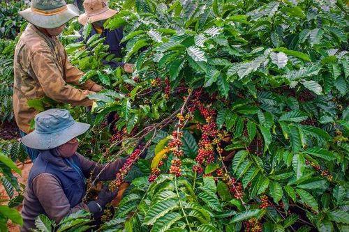 Đắk Nông: năm 2024 năng suất cà phê giảm do hạn hán