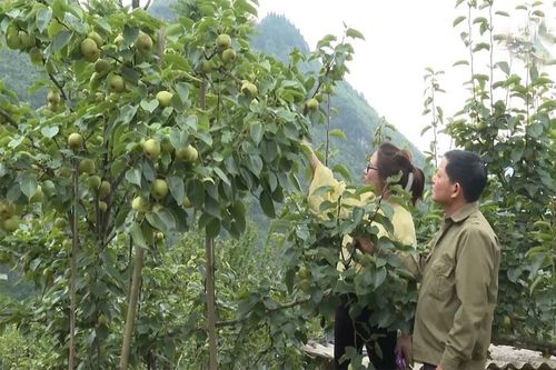 Đồng bào dân tộc thiểu số ứng dụng khoa học công nghệ cho cây trồng