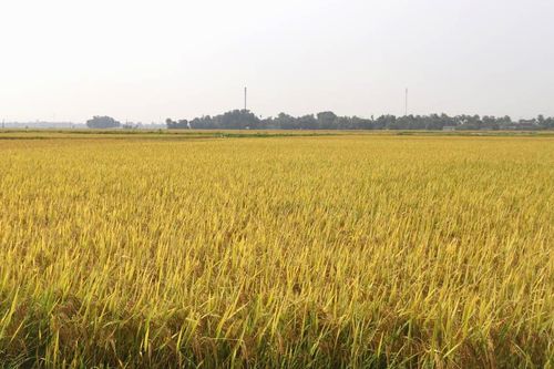 Cải thiện chất lượng đất nông nghiệp