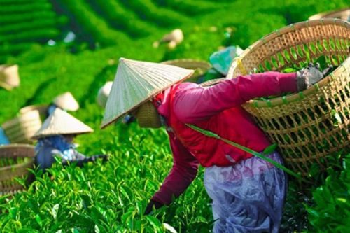Ngành chè Việt Nam: Xuất khẩu nhiều nhưng giá không cao