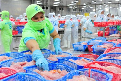 Xuất khẩu cá tra đạt 1,5 tỷ USD trong 9 tháng năm 2024