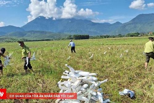 Giải cứu hàng trăm cá thể chim hoang dã mắc bẫy ở Huế