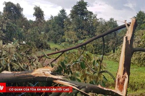 Lâm Đồng: Mưa lớn kèm giông lốc, gây thiệt hại lớn cho người dân